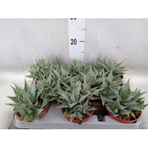 Aloe   ...