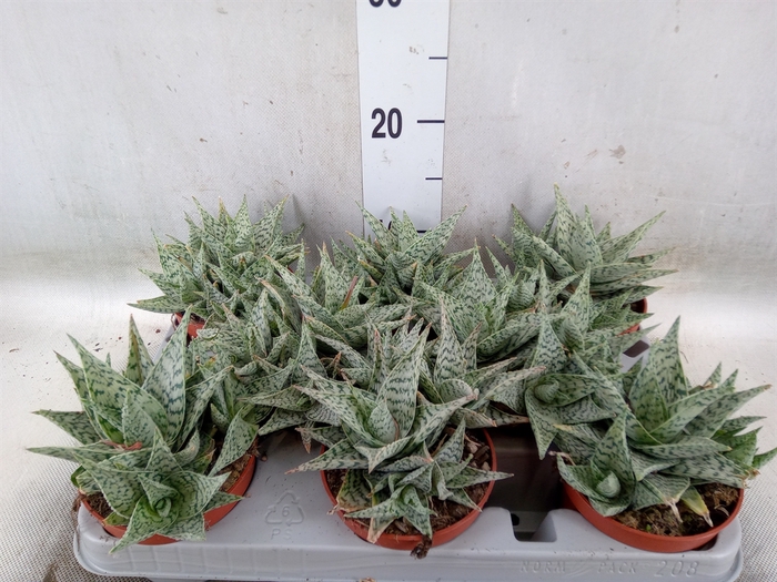 <h4>Aloe   ...</h4>