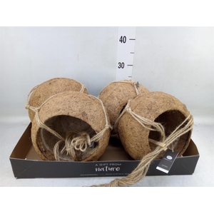 Pot   ...versierd H%