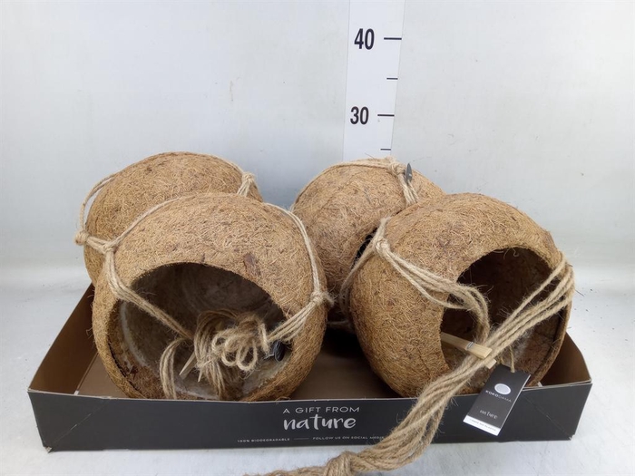 <h4>Pot   ...versierd H%</h4>