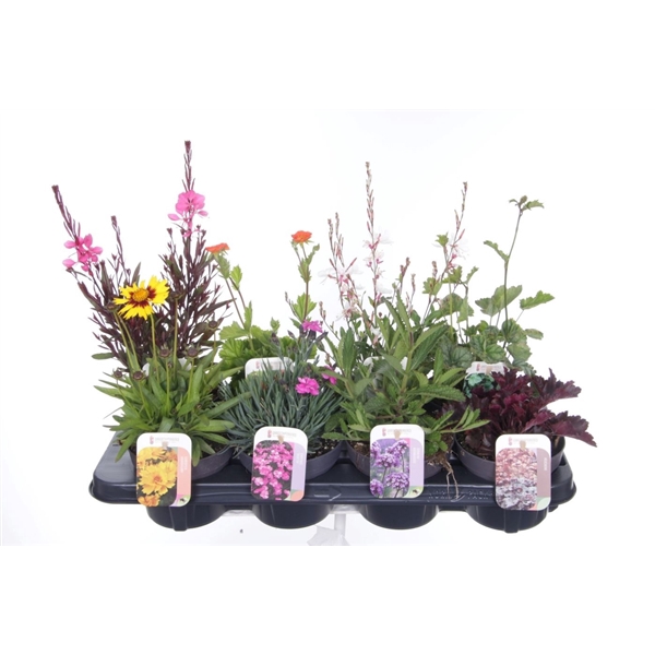<h4>Vaste planten mix in tray</h4>