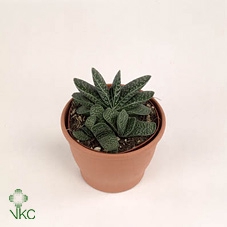 Gasteria  'Minor'