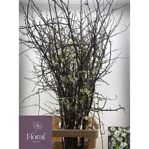 Chaenomeles Wit.ca 140/150cm