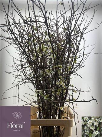 <h4>Chaenomeles Wit.ca 140/150cm</h4>