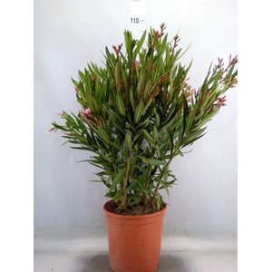 Nerium oleander   ...