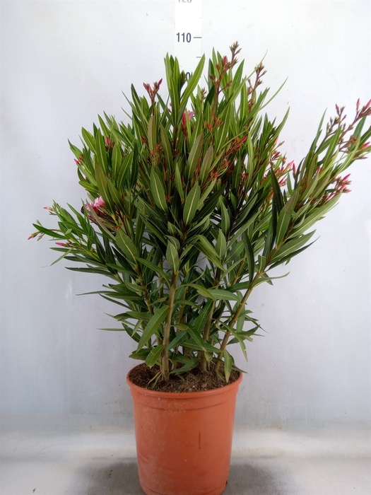 <h4>Nerium oleander   ...</h4>
