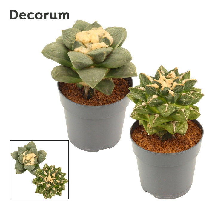 <h4>Ariocarpus Retusus 12 cm (Decorum)</h4>