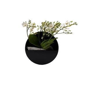 Arr.  Phalaenopsis MT 18+   H%