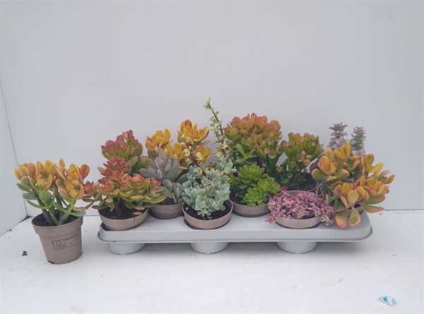 Crassula Mixed 10Ø 20cm