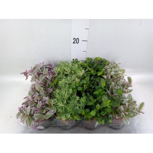 Arr.   Kamerplant Groen L%