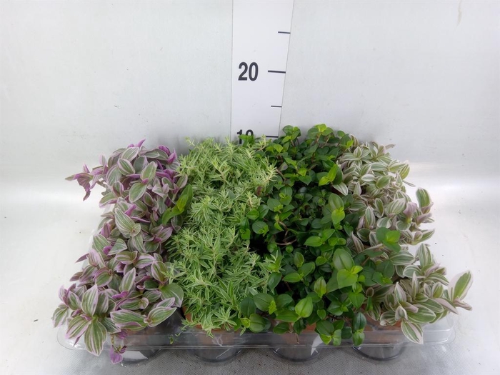 <h4>Arr.   Kamerplant Groen L%</h4>