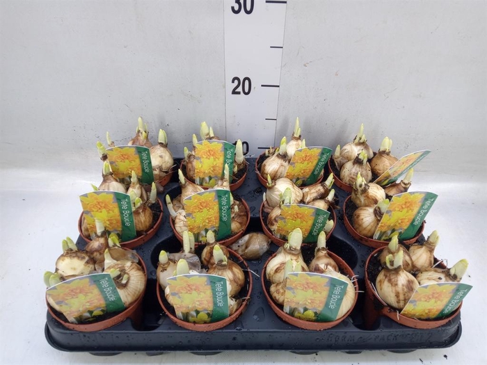 <h4>Narcissus   ...</h4>