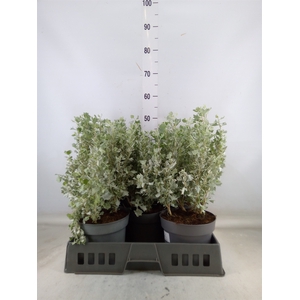 Atriplex nummularia 'Silver Holly'