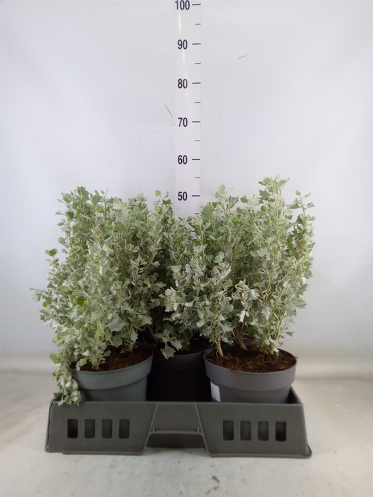<h4>Atriplex nummularia 'Silver Holly'</h4>