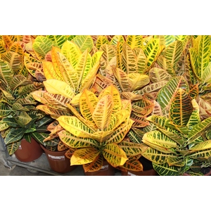 CROTON HIBRIDO PETRA P24