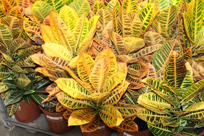 <h4>CROTON HIBRIDO PETRA P24</h4>