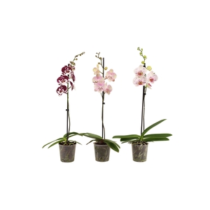 Phal Special Mix 1T9+