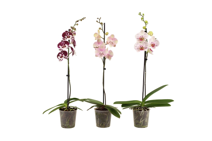 <h4>Phal Special Mix 1T9+</h4>