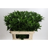 Ruscus Hypophyllum