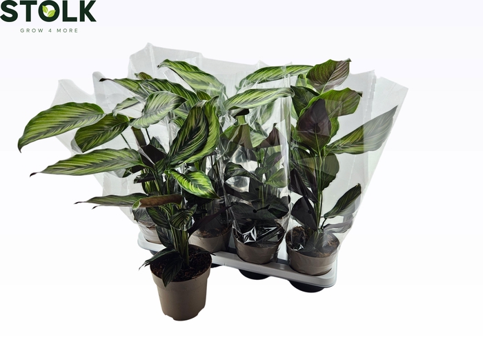 <h4>CALAT BEAUTYSTAR</h4>