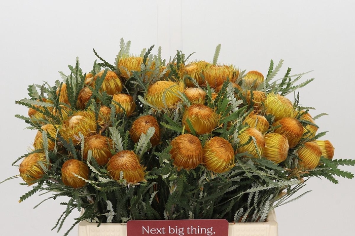 <h4>Banksia Dryandra</h4>