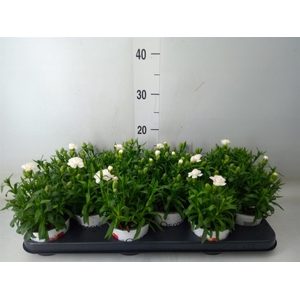 Dianthus  'Oscar White'