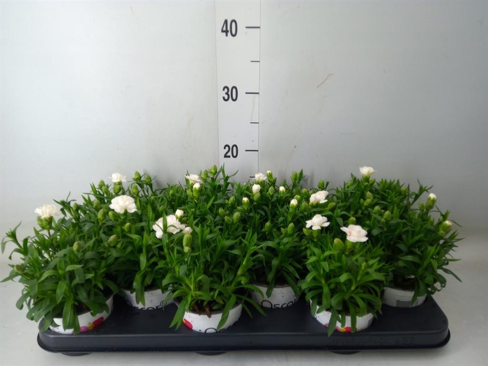 <h4>Dianthus  'Oscar White'</h4>