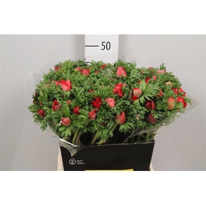 Anem Co Meron Red