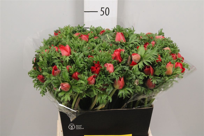 <h4>Anem Co Meron Red</h4>