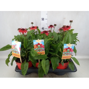 Echinacea  'Sombrero Salsa Red'