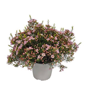 Waxflower Purple Fem Bush