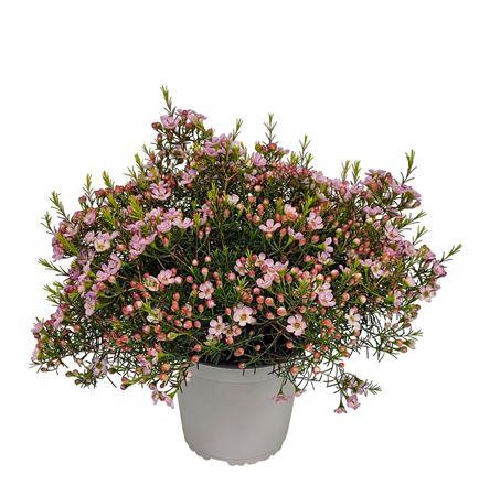<h4>Waxflower Purple Fem Bush</h4>