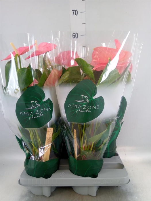 <h4>Anthurium andr. 'Colorado'</h4>