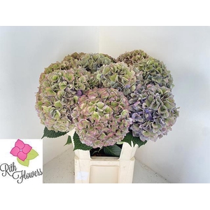 HYDR M ROY PARADE CL