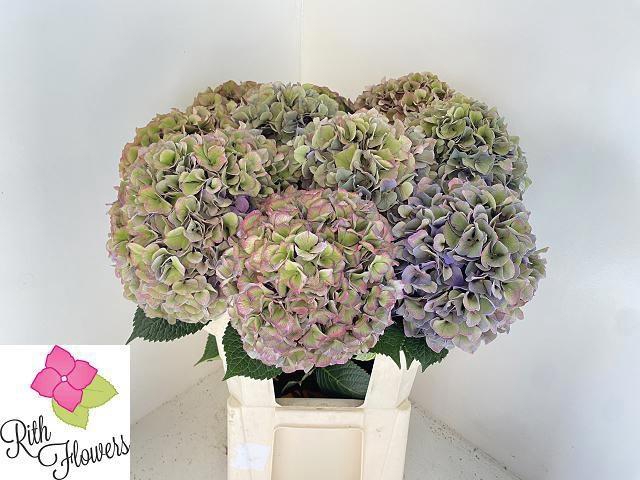 <h4>HYDR M ROY PARADE CL</h4>