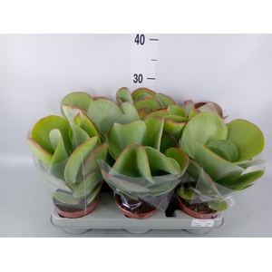 Kalanchoe NF thyrsiflora 'Red Lips'