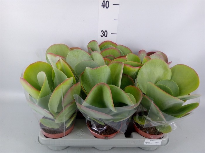 <h4>Kalanchoe NF thyrsiflora 'Red Lips'</h4>