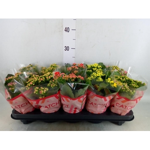 Kalanchoe blos.   ..rosebud mix  5