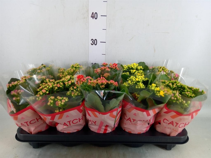 <h4>Kalanchoe blos.   ..rosebud mix  5</h4>