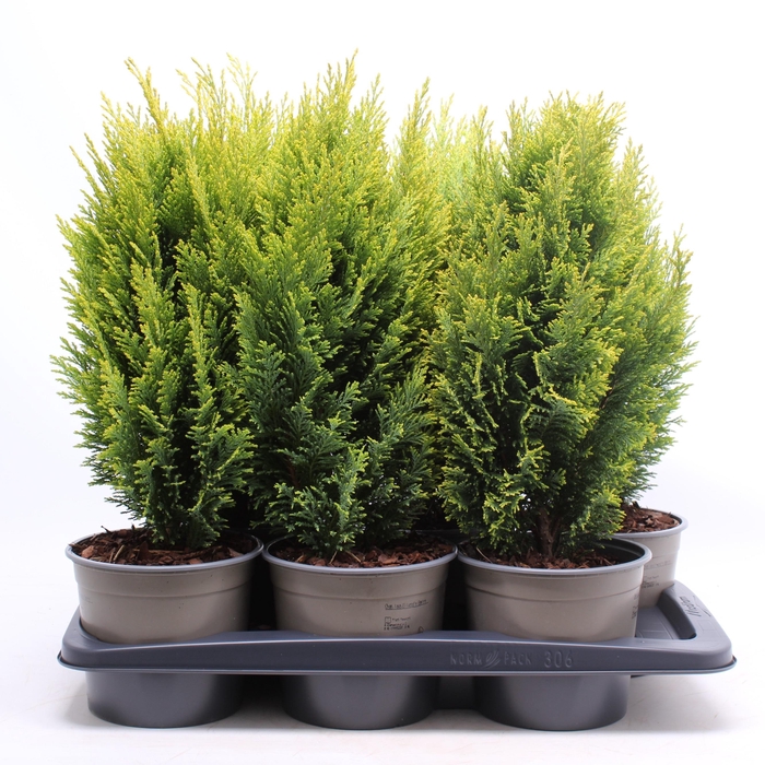 <h4>Chamaecyparis lawsoniana 'Ellwood's Empire'</h4>