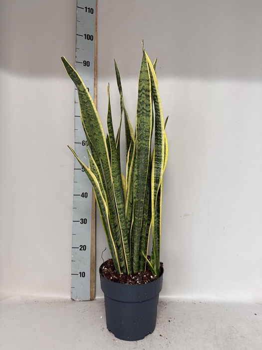 <h4>SANSEV LAURENTII</h4>