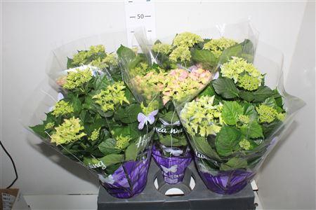 Hydr M Gem 6-8+++