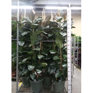 Ficus elastica 'Robusta'