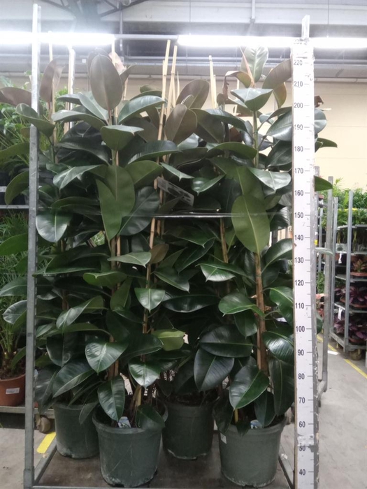 <h4>Ficus elastica 'Robusta'</h4>