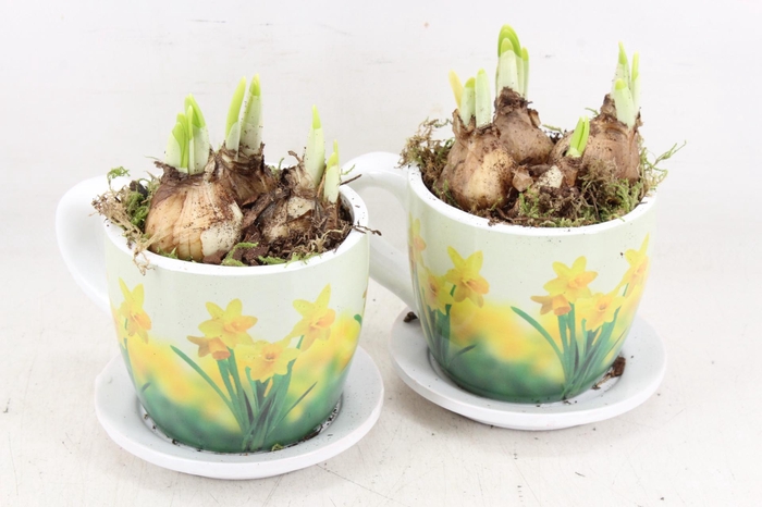 <h4>arr4 Narcis JS - Ker. narcis mok x6</h4>