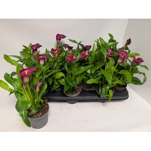 ZANT ROYAL VALENTINE