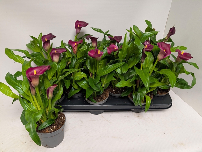 <h4>ZANT ROYAL VALENTINE</h4>