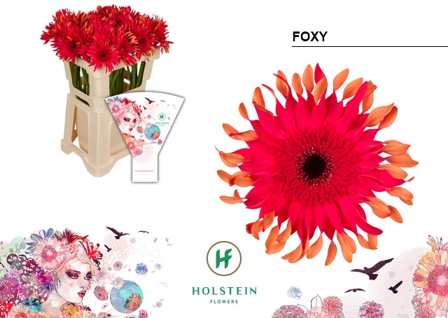 <h4>Gerbera Pasta Foxy Water</h4>