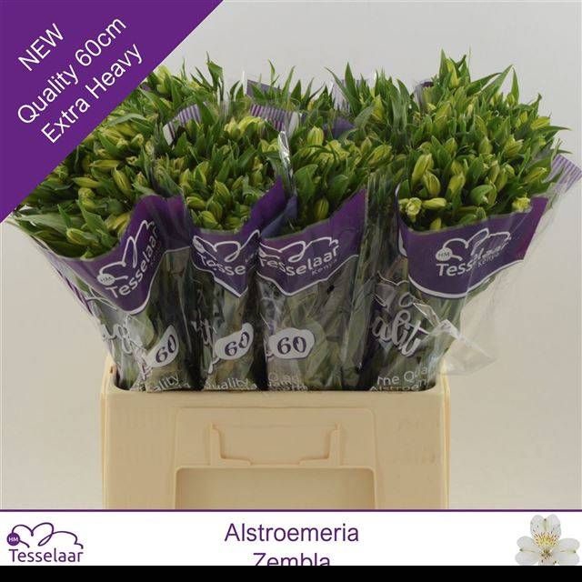 <h4>ALSTR ZEMBLA</h4>