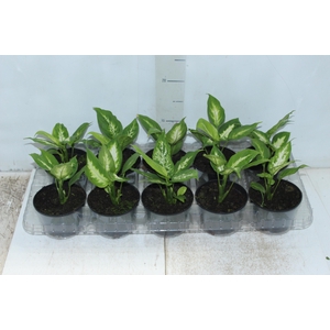 DIEFFENBACHIA TROPIC MARIANA P11